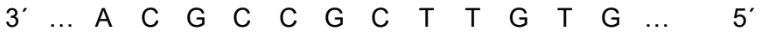 DNA-Einzelstrangsequenz: 3' ... A C G C C G C C G T T G T G ... 5'